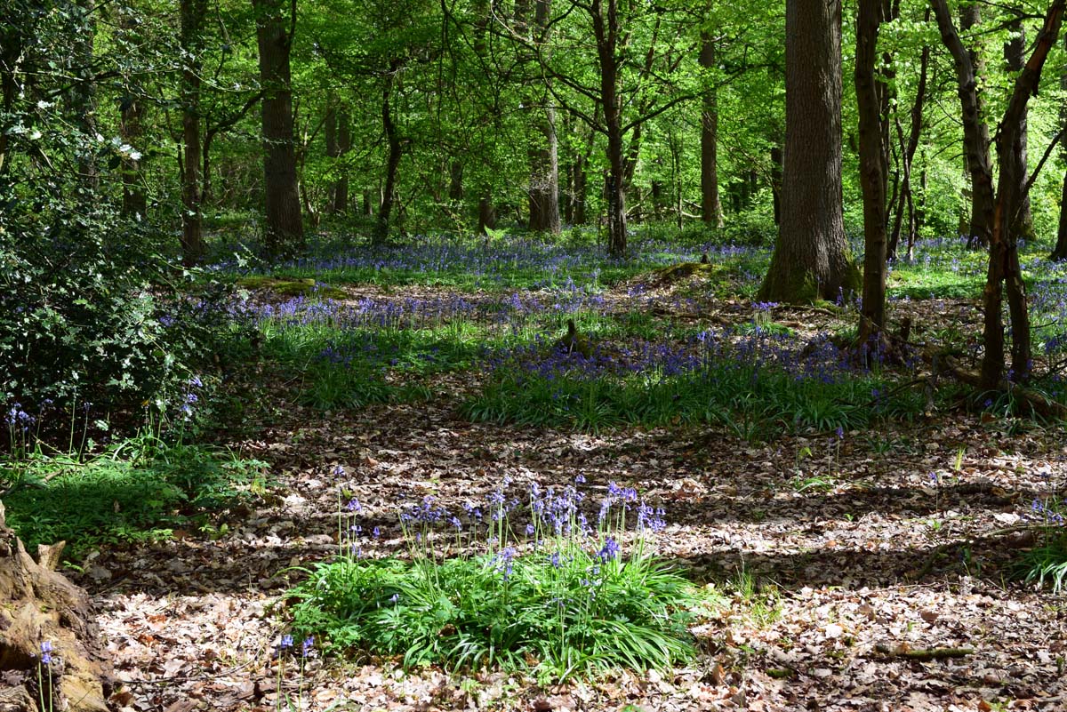 Thuin - Bois du Grand Bon Dieu