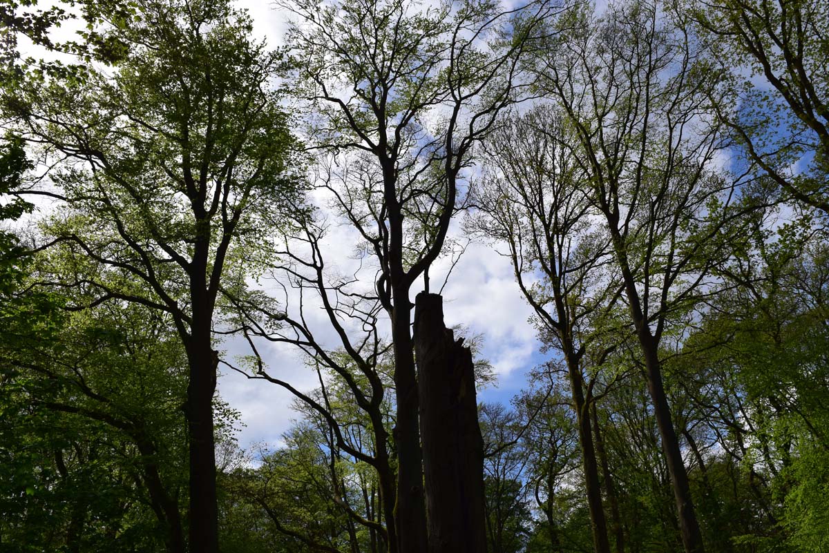 Thuin - Bois du Grand Bon Dieu