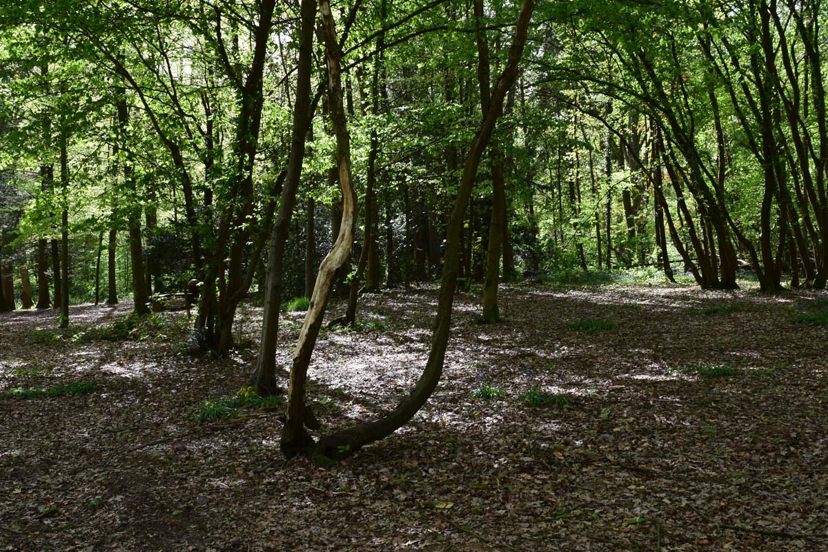 Thuin - Bois du Grand Bon Dieu