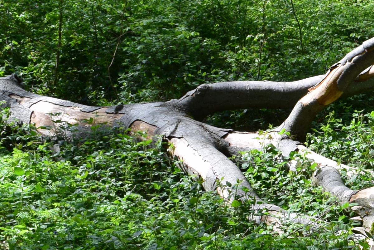 Thuin - Bois du Grand Bon Dieu