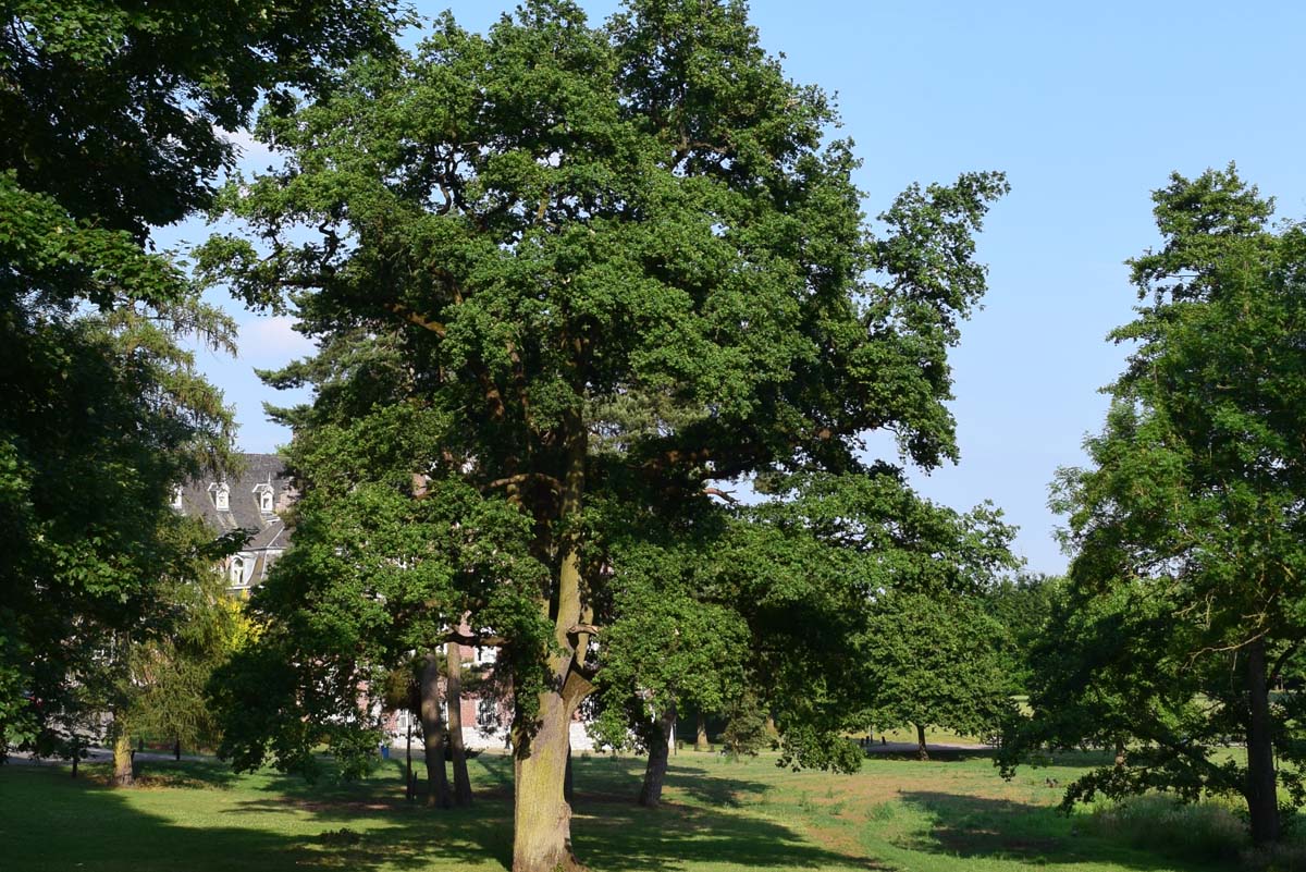 Chateau de Monceau-sur-sambre