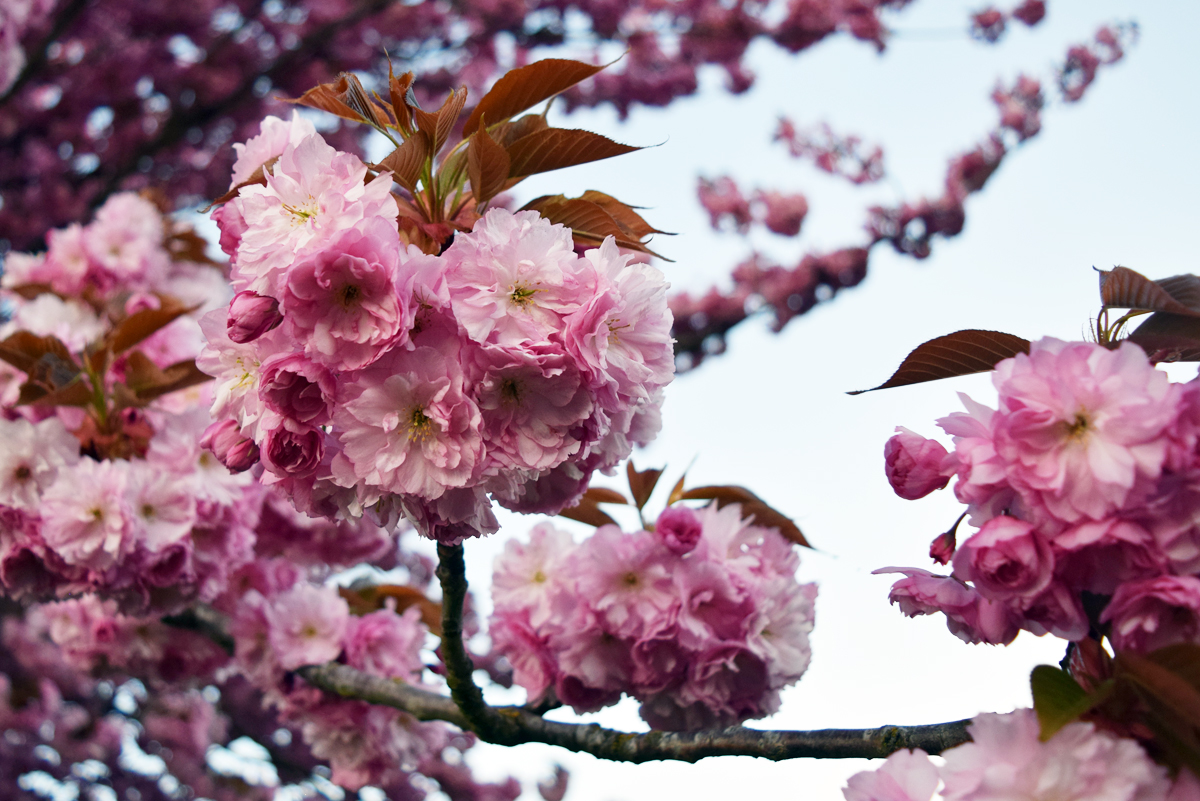 fleurs