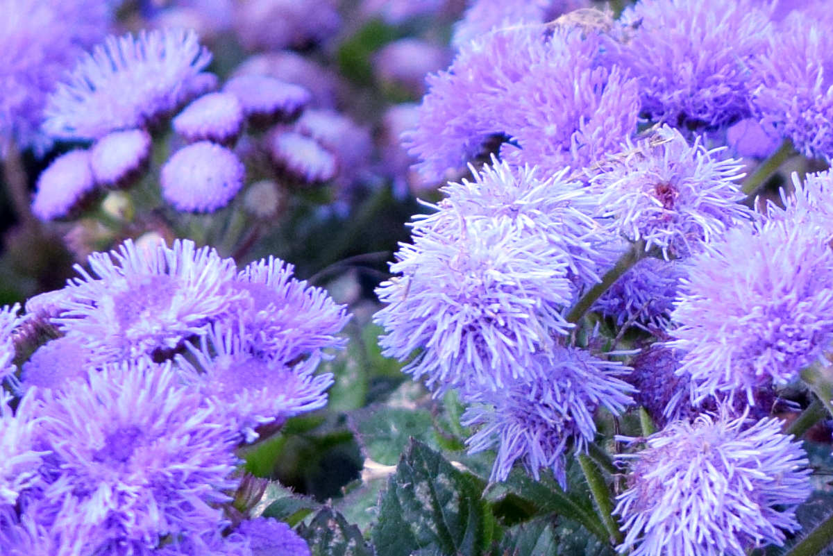 fleurs