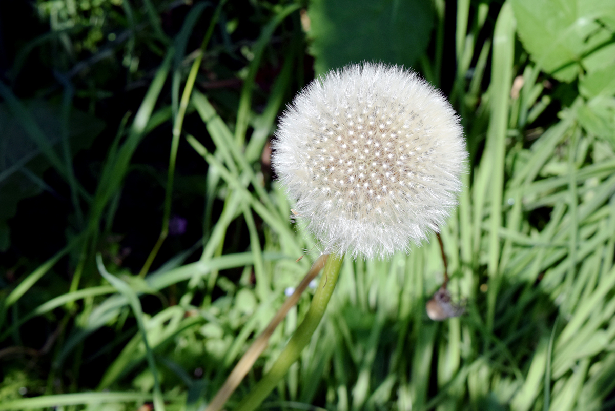 fleurs