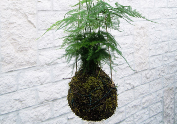 kokedama