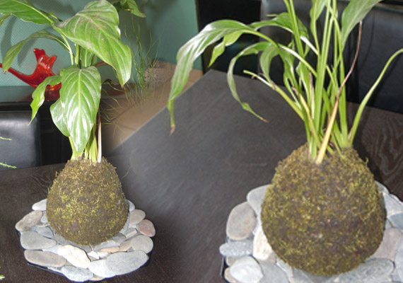 kokedama