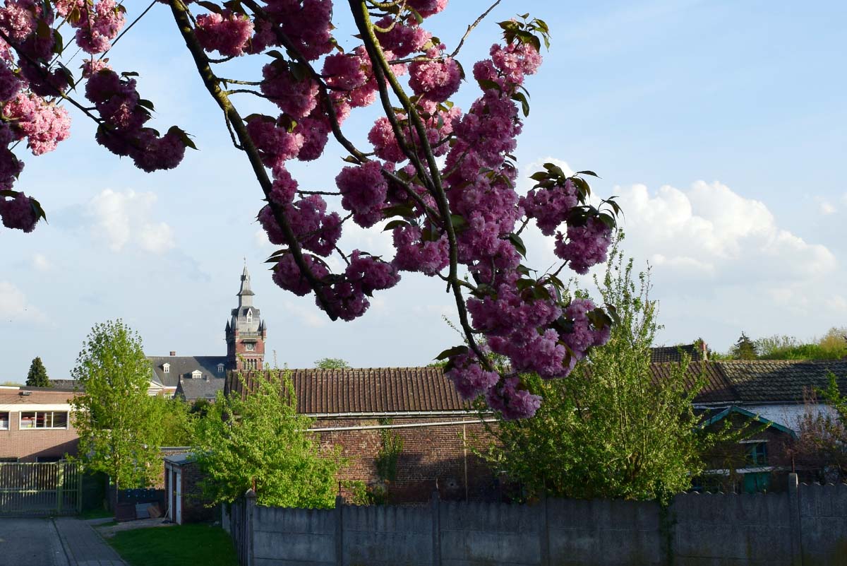 Printemps - Monceau-sur-Sambre 2018