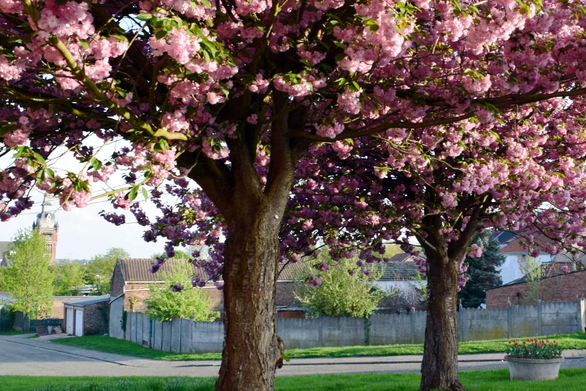 Printemps - Monceau-sur-Sambre 2018