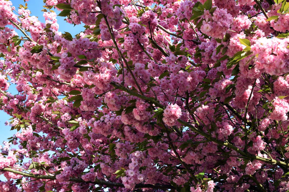 Printemps - Monceau-sur-Sambre 2018