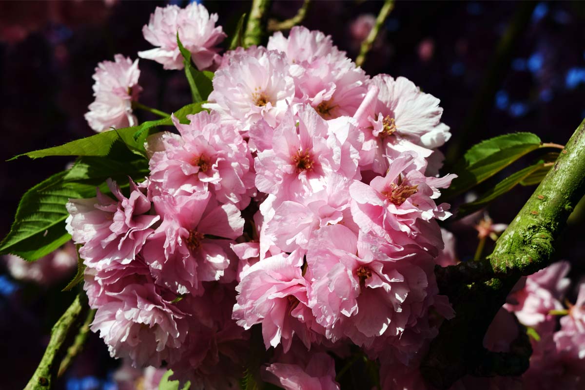 Printemps - Monceau-sur-Sambre 2018