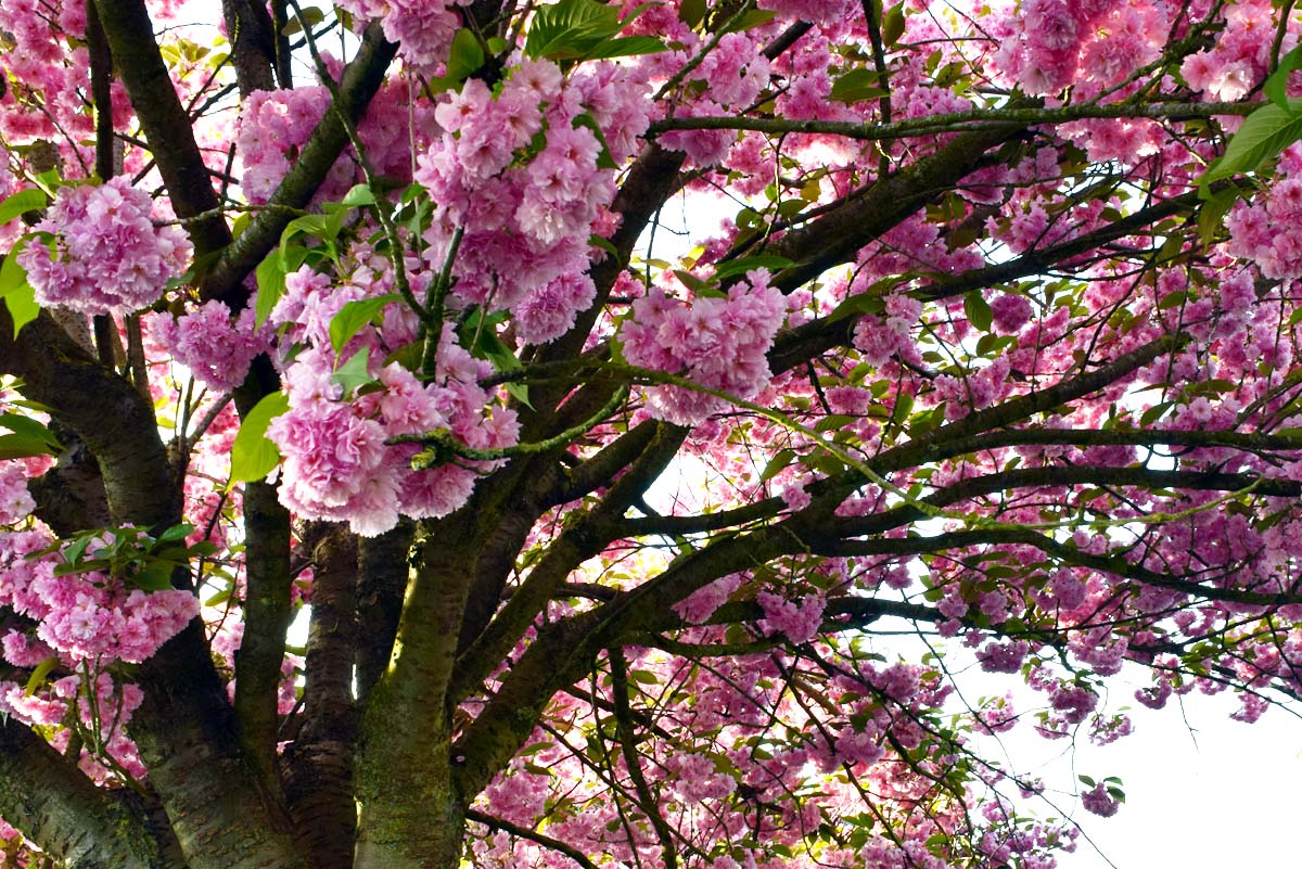 Printemps - Monceau-sur-Sambre 2018