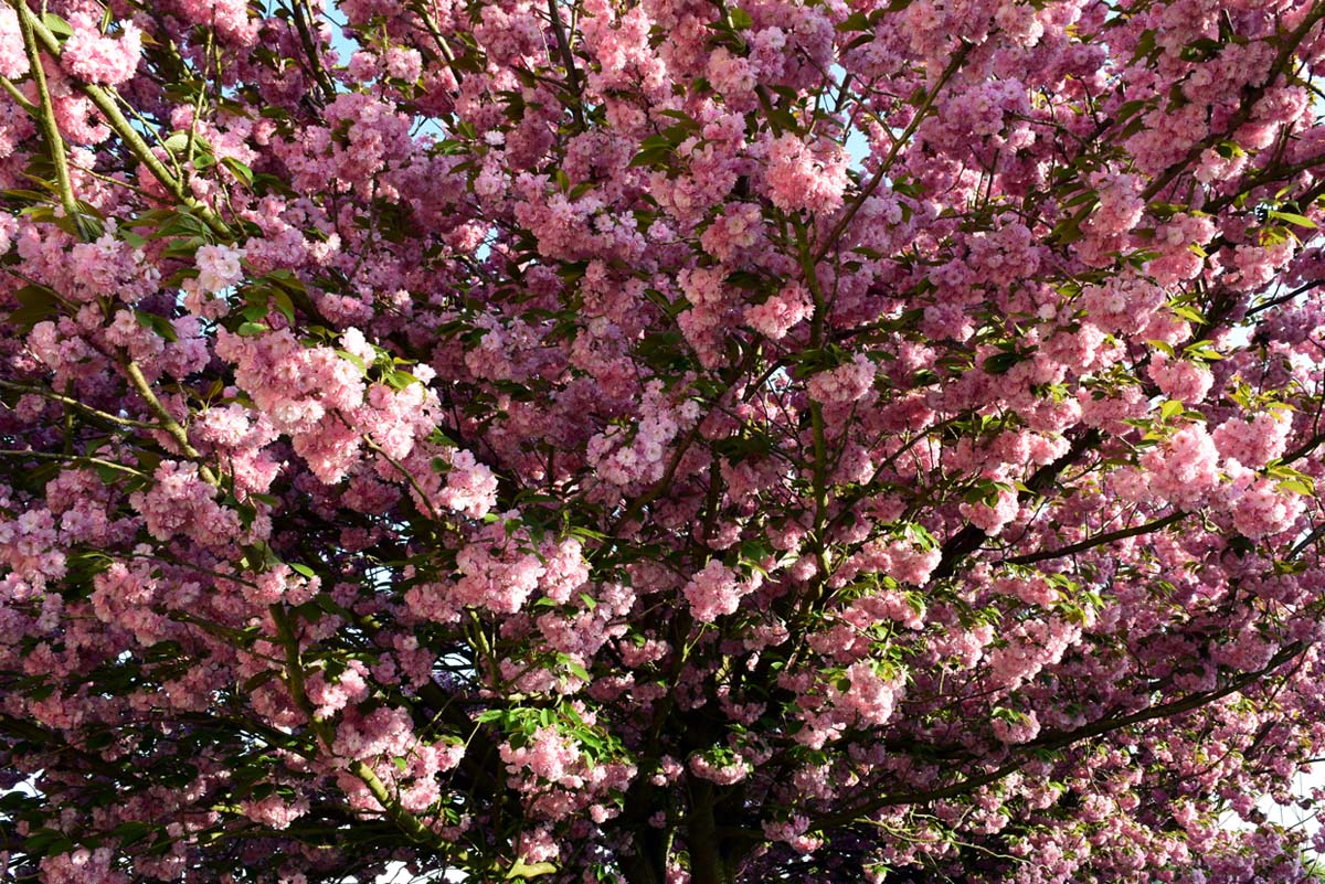 Printemps - Monceau-sur-Sambre 2018