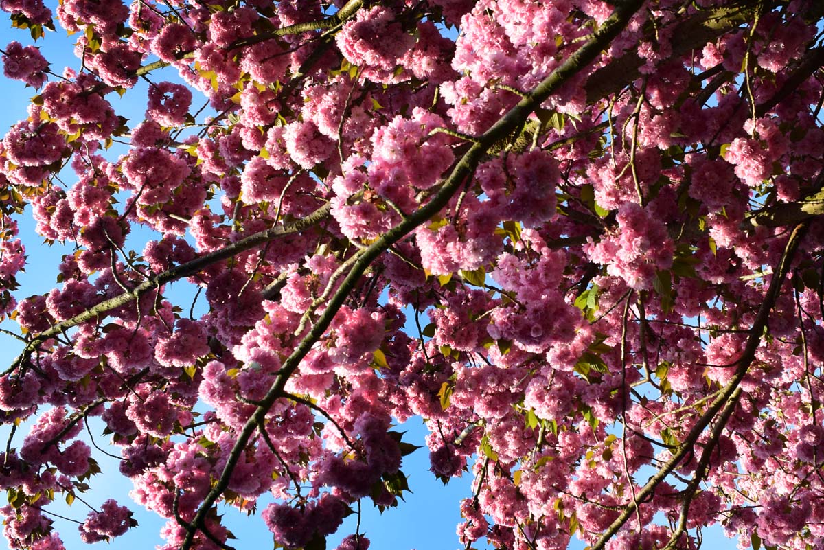 Printemps - Monceau-sur-Sambre 2018