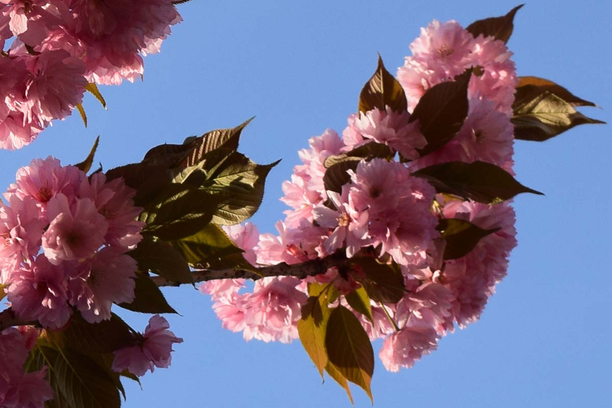 Printemps - Monceau-sur-Sambre 2018