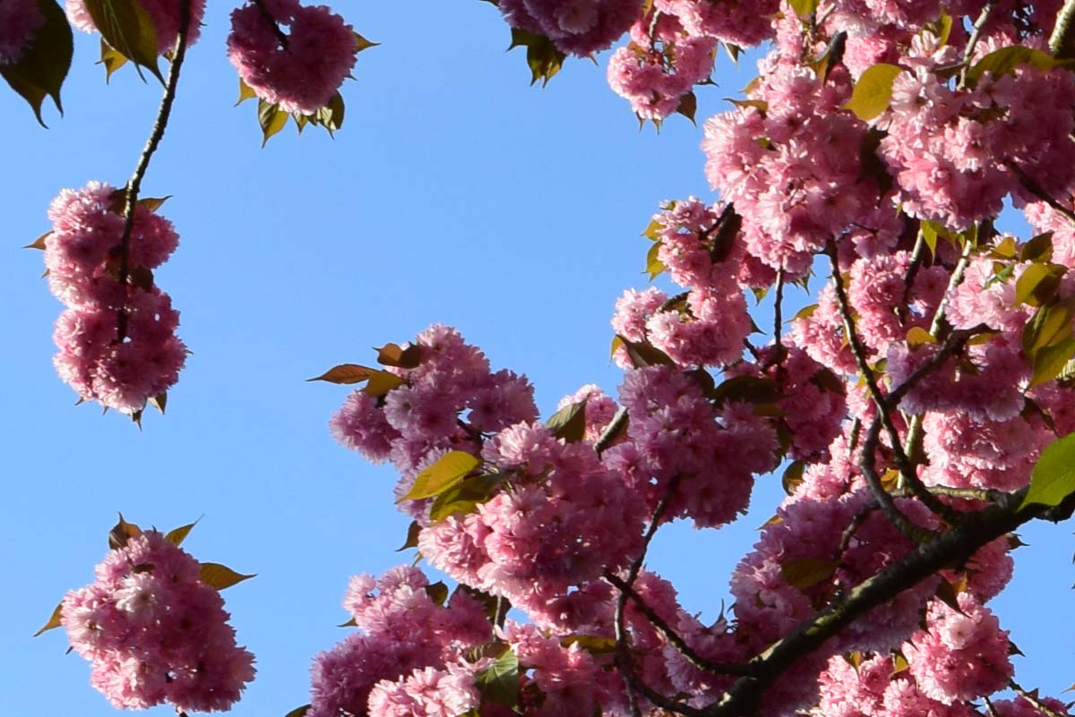 Printemps - Monceau-sur-Sambre 2018