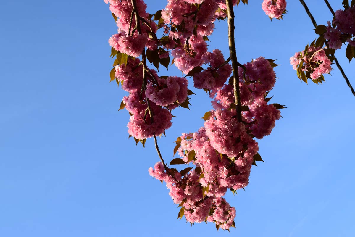 Printemps - Monceau-sur-Sambre 2018