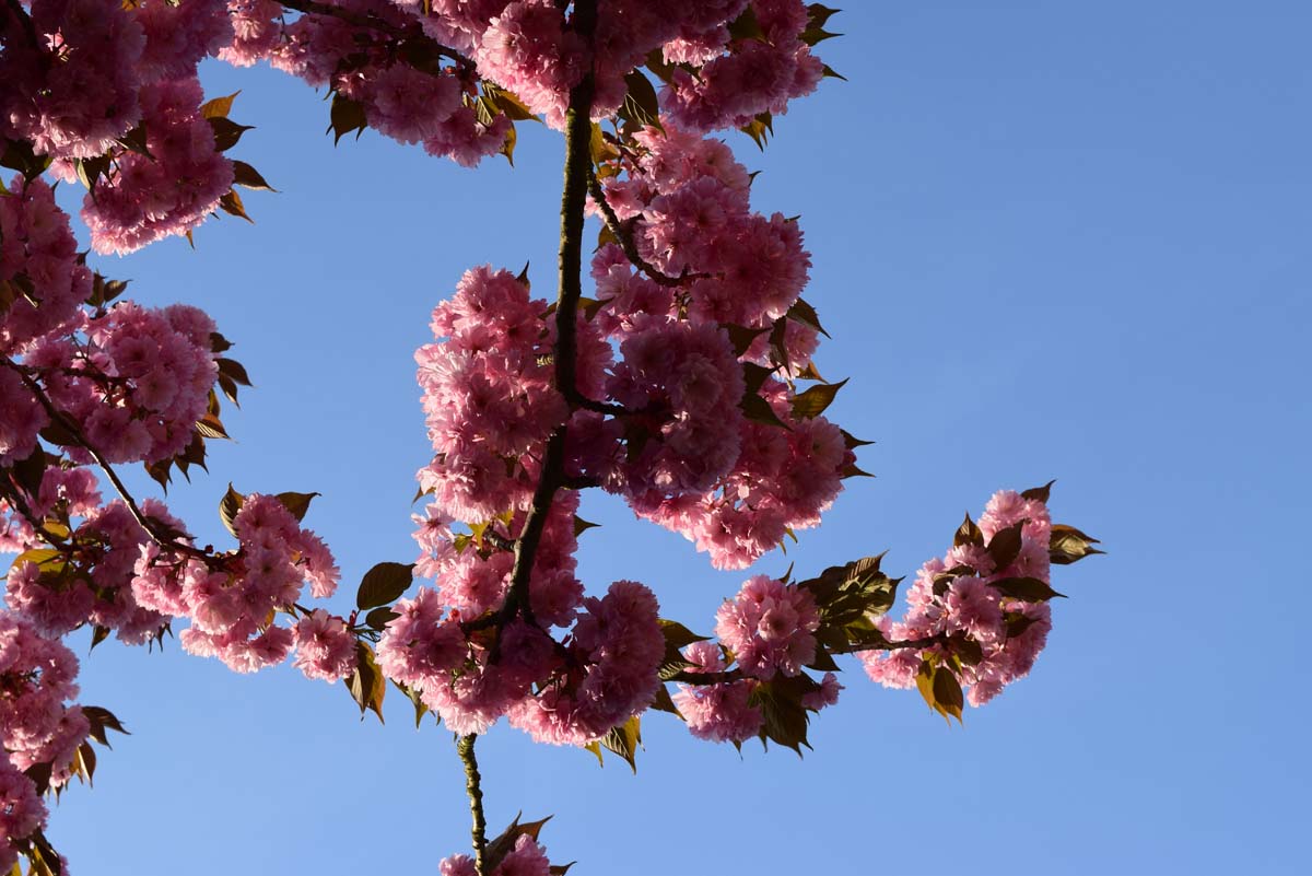 Printemps - Monceau-sur-Sambre 2018