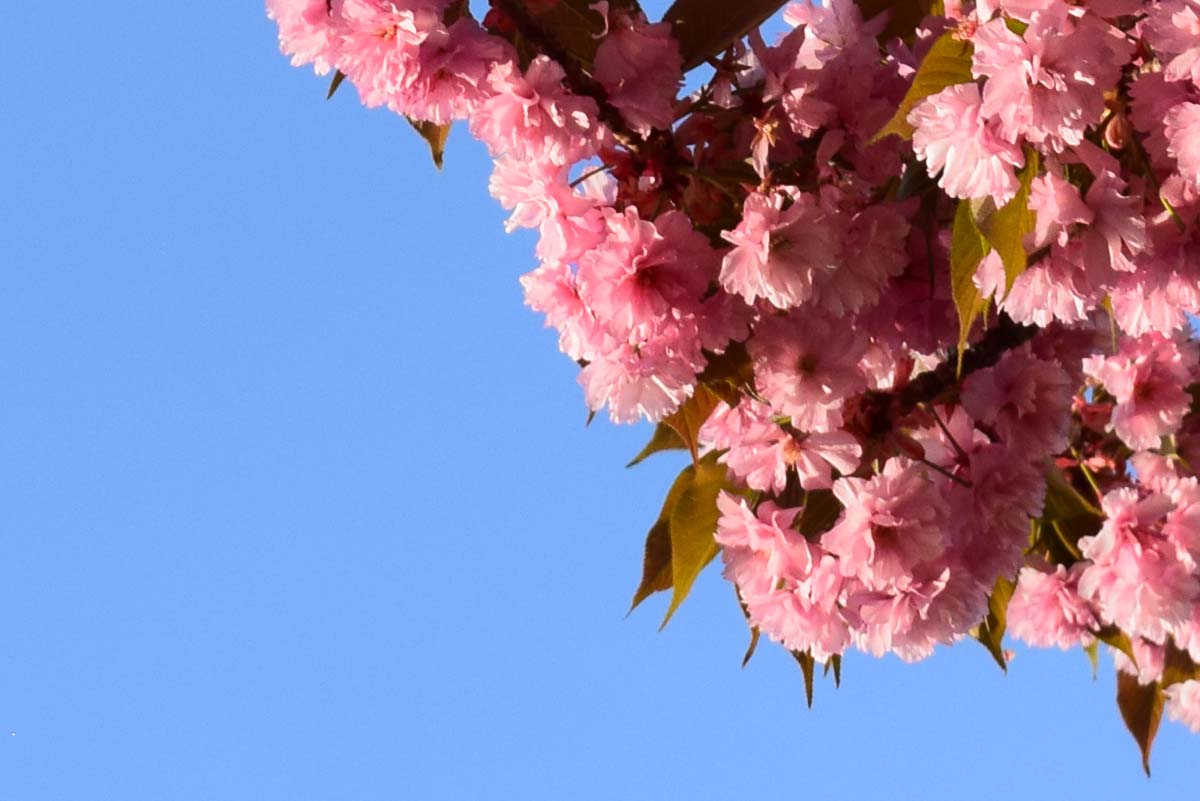 Printemps - Monceau-sur-Sambre 2018
