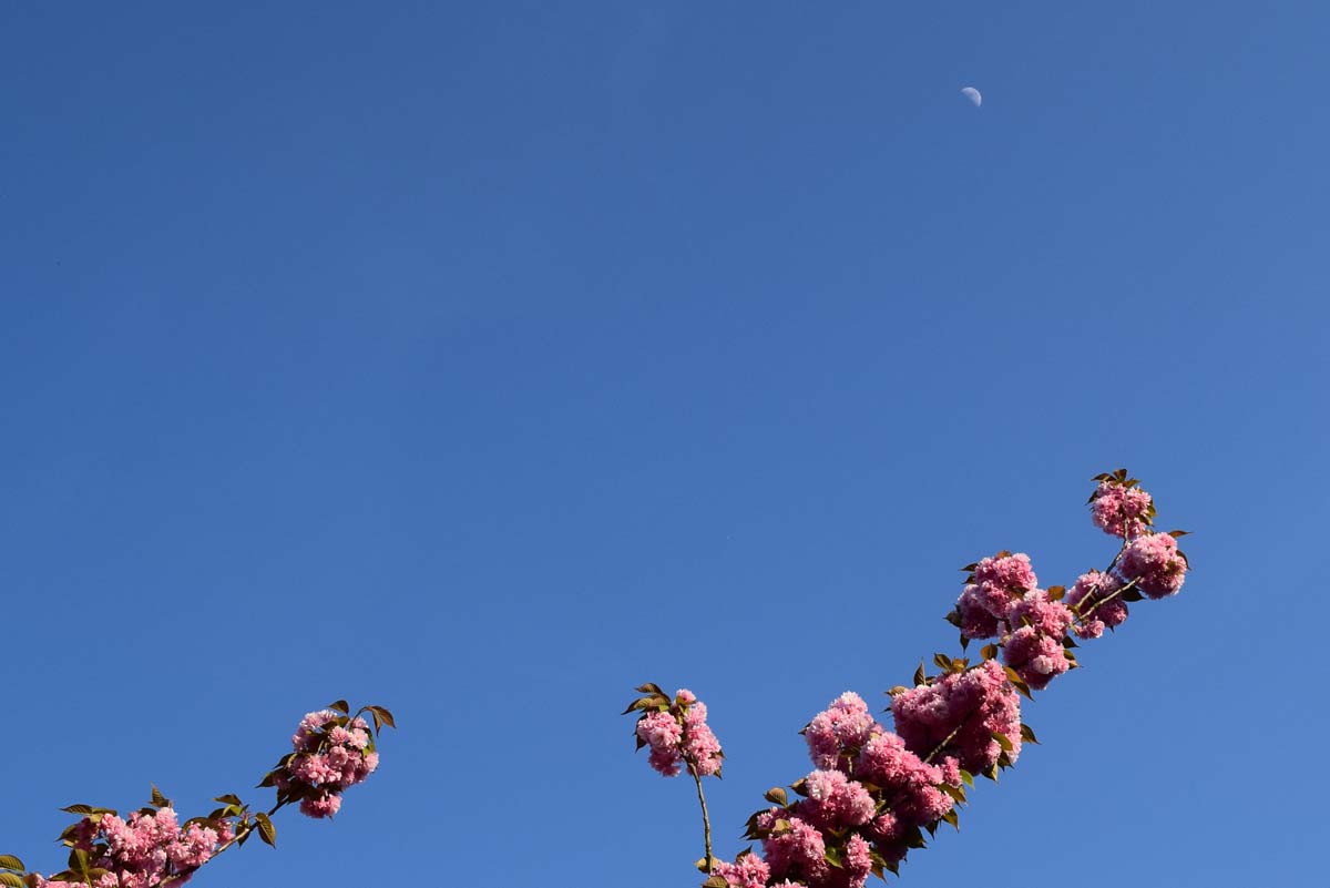 Printemps - Monceau-sur-Sambre 2018