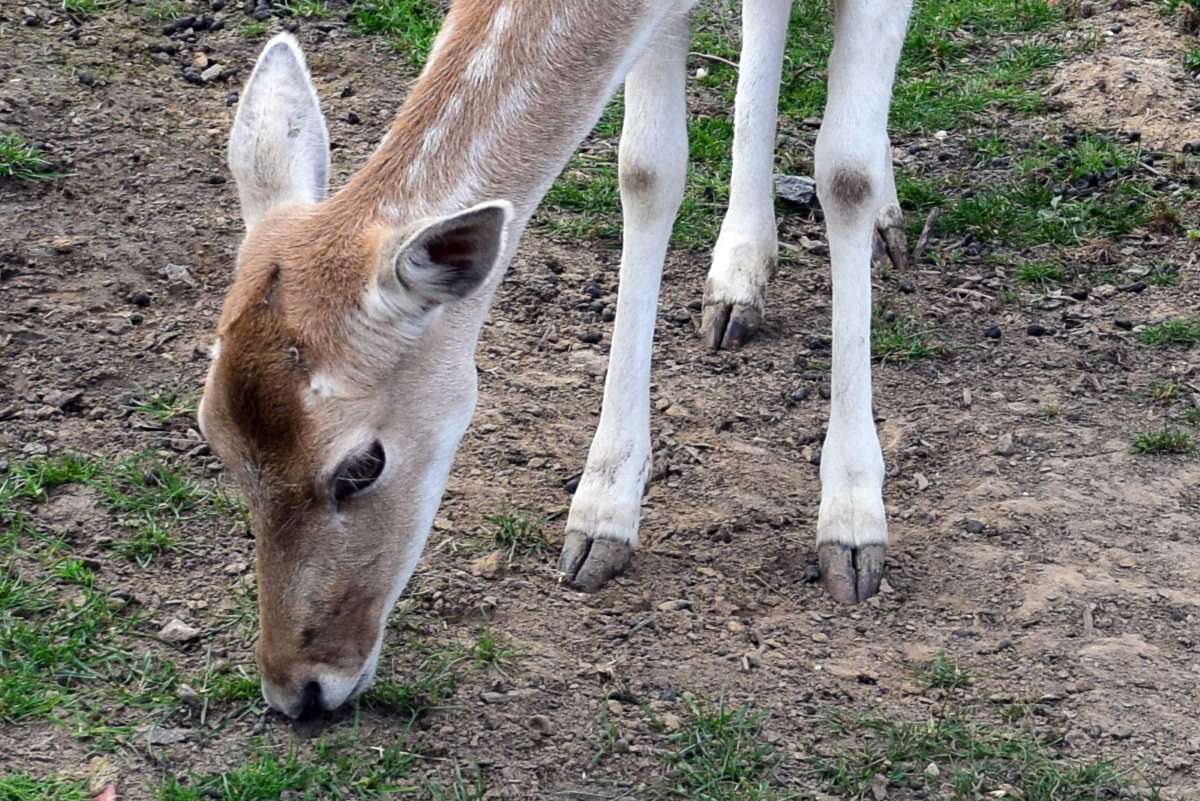 Pairi Daiza 2019