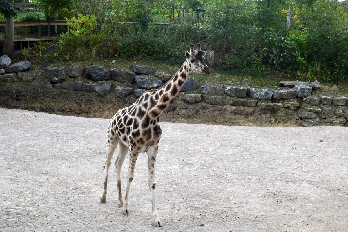 Pairi Daiza 2019