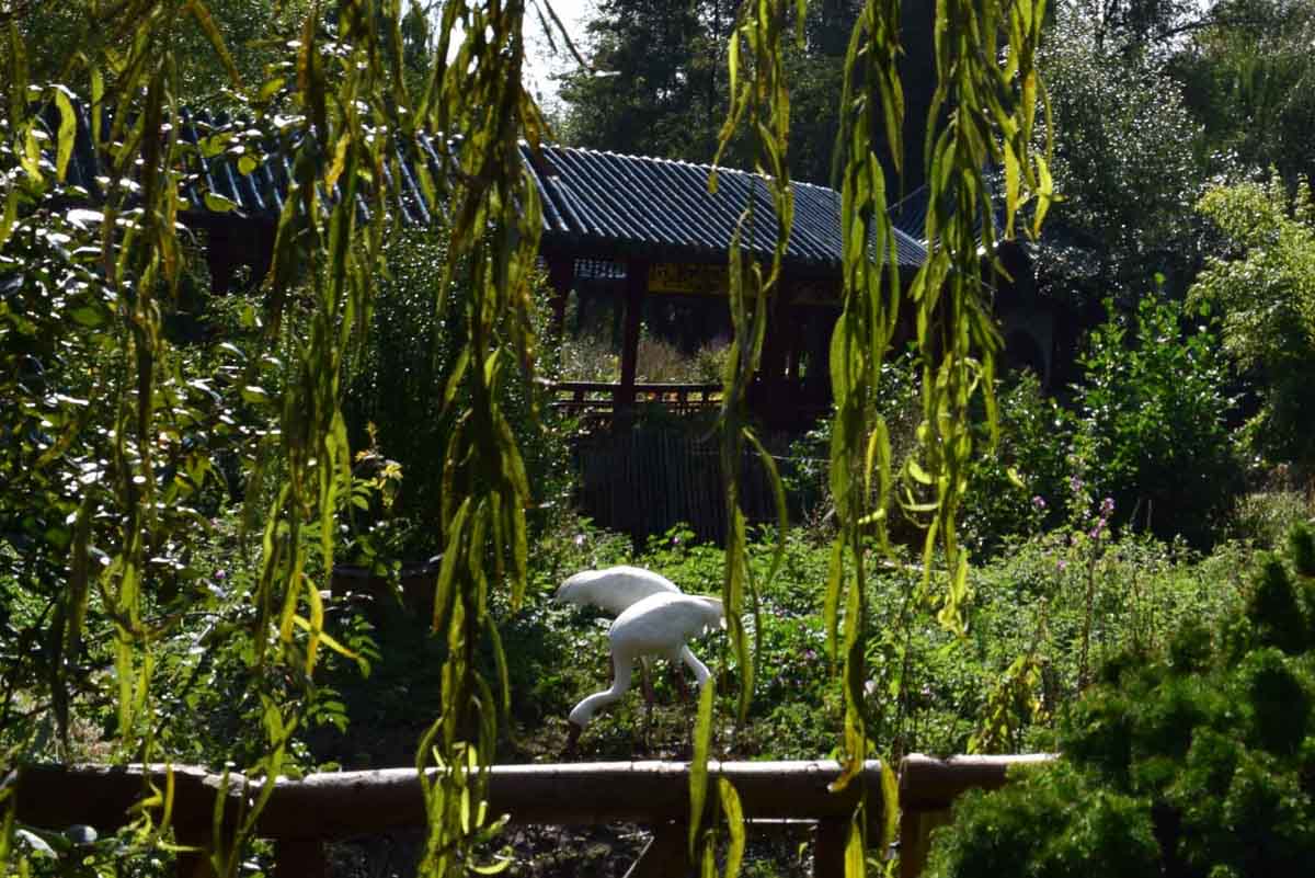 Pairi Daiza Oasis