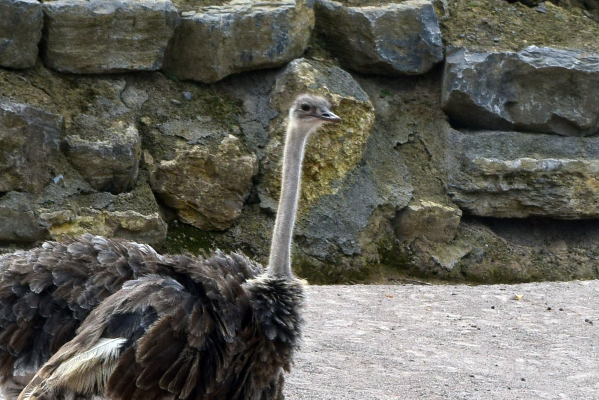 Pairi Daiza 2019