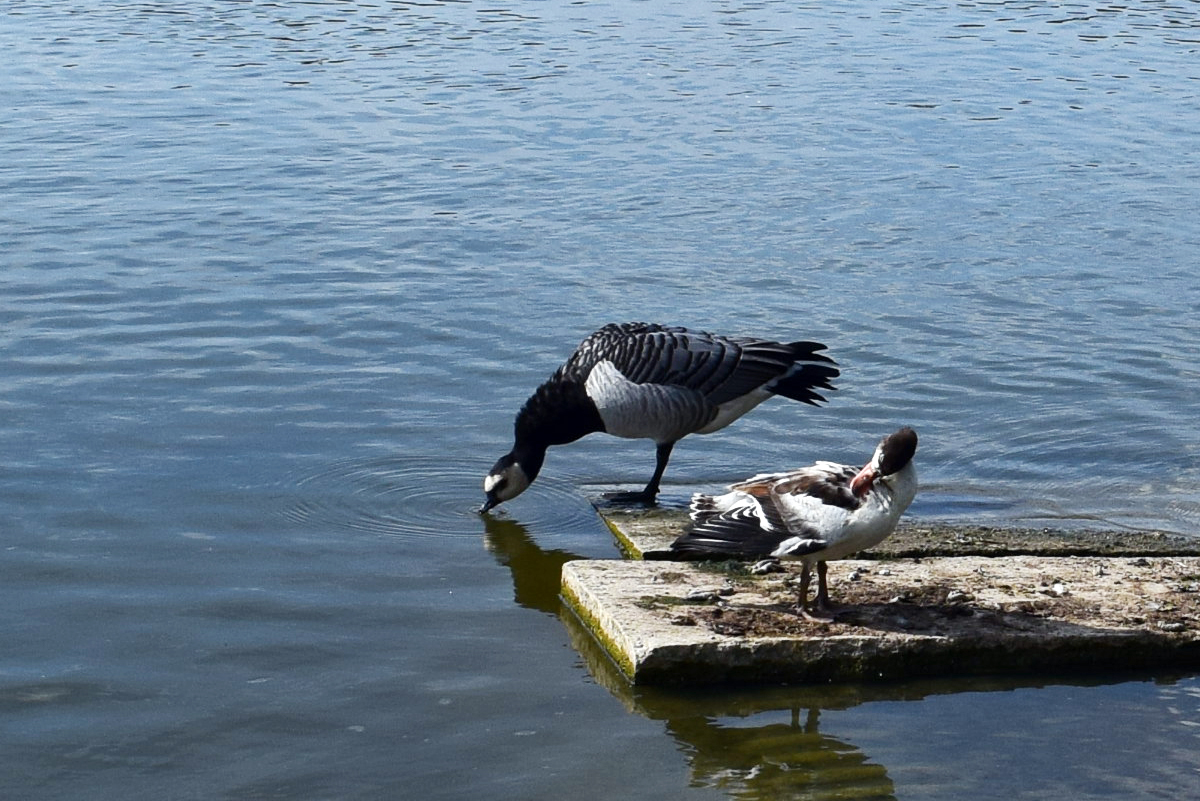 Pairi Daiza 2019