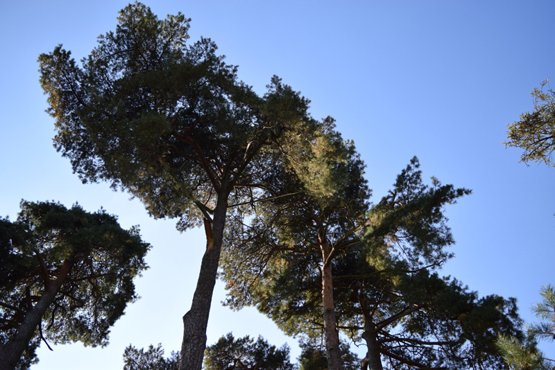 parc monceau sur sambre