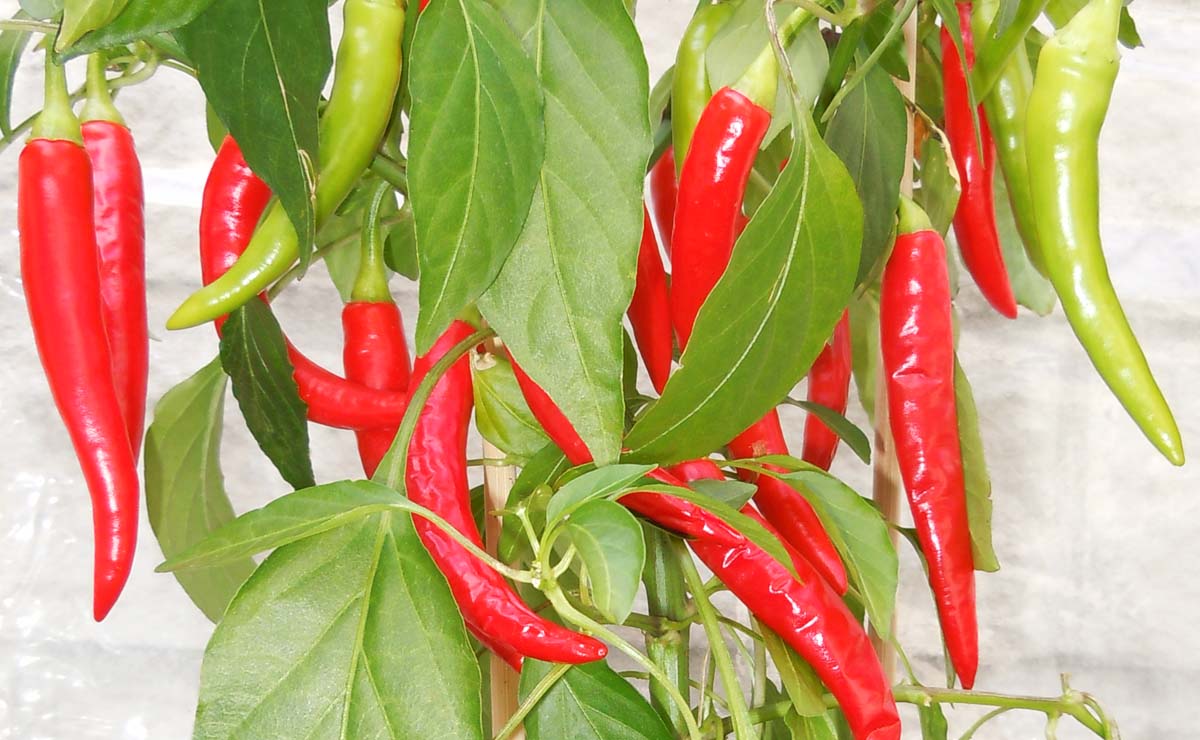 Piments rouges