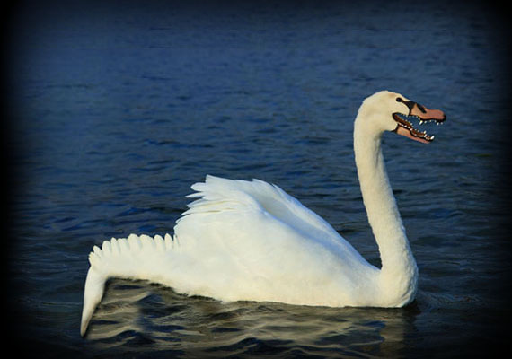 hybride animaux