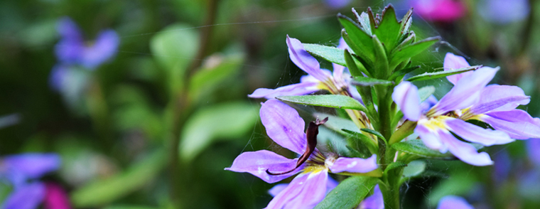 Purple Web